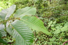 Image of annona