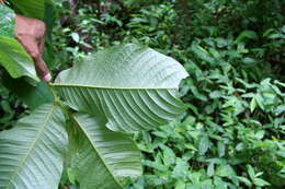 Image of annona