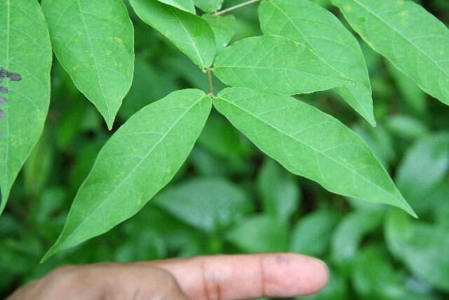 Image of Forsteronia spicata (Jacq.) G. F. W. Mey.