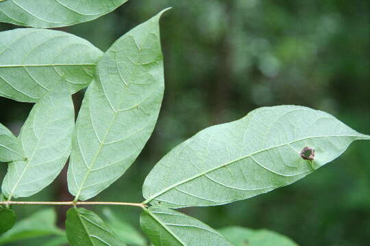 Image of Forsteronia spicata (Jacq.) G. F. W. Mey.