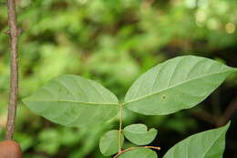 Image of Forsteronia spicata (Jacq.) G. F. W. Mey.