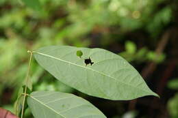 Image of Forsteronia spicata (Jacq.) G. F. W. Mey.