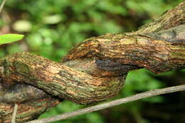 Image of Forsteronia spicata (Jacq.) G. F. W. Mey.