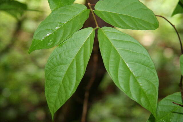 Image of Forsteronia spicata (Jacq.) G. F. W. Mey.