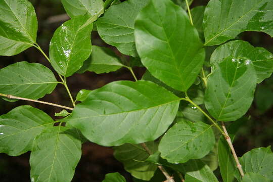 Image of Exostema mexicanum A. Gray