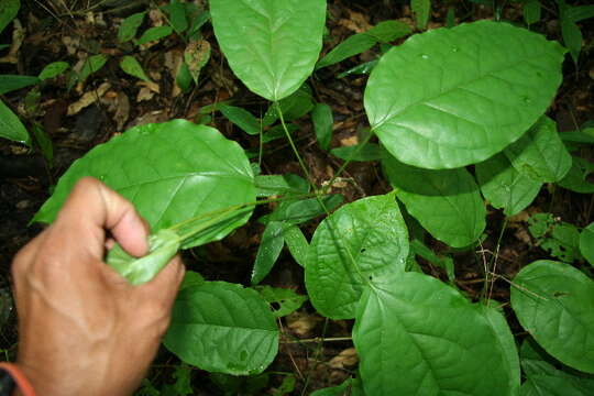 Image de Bignonia diversifolia Kunth