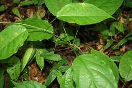 Bignonia diversifolia Kunth resmi