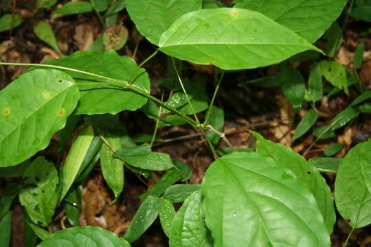 Image de Bignonia diversifolia Kunth