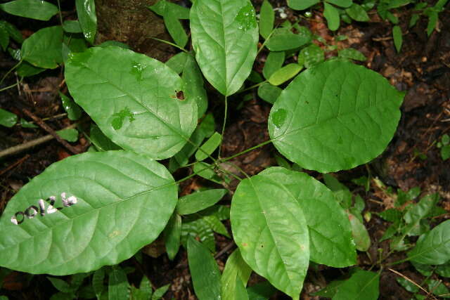 Image de Bignonia diversifolia Kunth