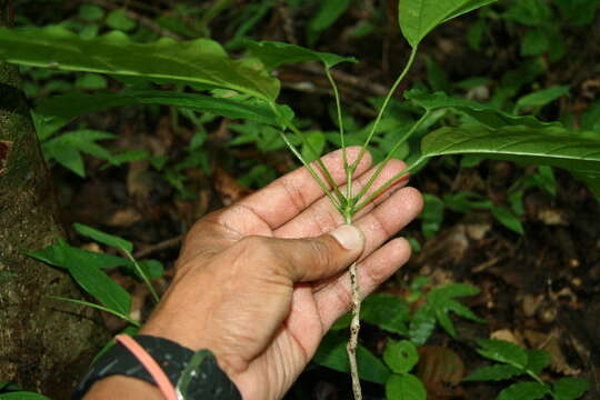 Image de Bignonia diversifolia Kunth