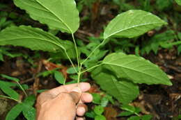 Image of Bignonia diversifolia Kunth