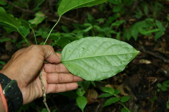 Image de Bignonia diversifolia Kunth