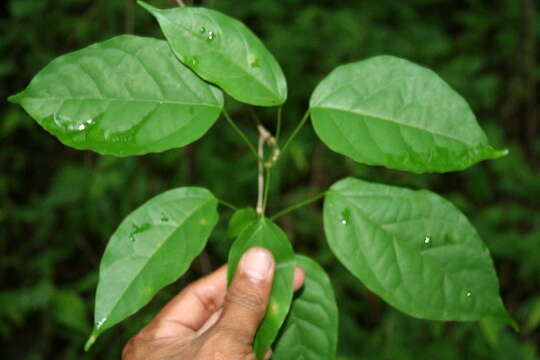 Image de Bignonia diversifolia Kunth