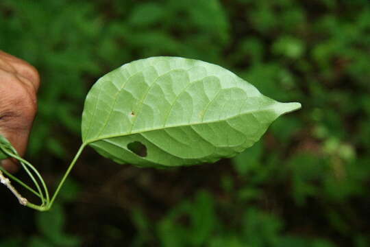 Image de Bignonia diversifolia Kunth