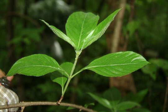 Image of Chomelia spinosa Jacq.