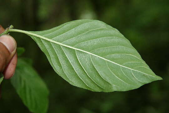 Image of Chomelia spinosa Jacq.