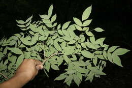 Image of cream albizia