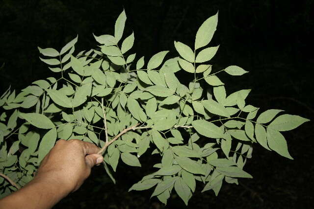 Image of cream albizia