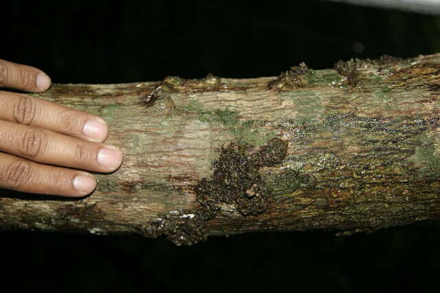 Image de Albizia adinocephala (Donn. Sm.) Record