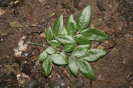 Image of cream albizia