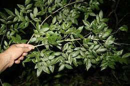 Image of cream albizia