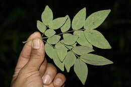 Image de Albizia adinocephala (Donn. Sm.) Record