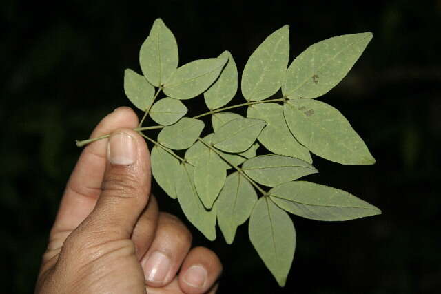 Image of cream albizia