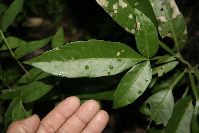 Image de Paullinia cururu L.