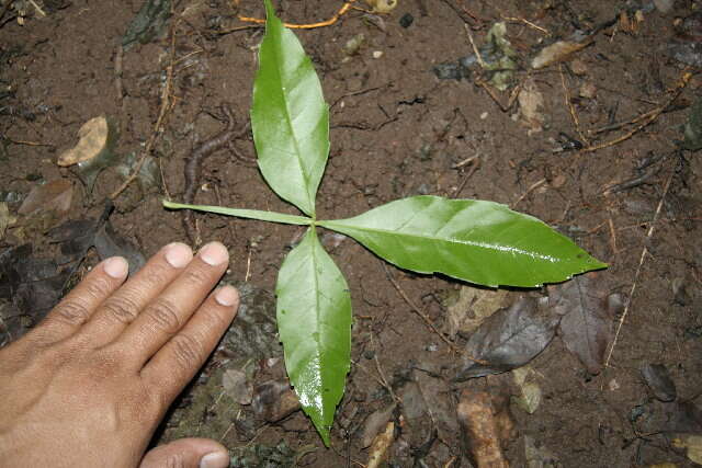 Image de Paullinia cururu L.