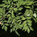 Image of Coursetia elliptica M. Sousa & Rudd