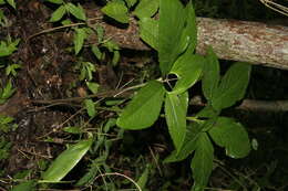 Image of Xanthosoma wendlandii (Schott) Standl.