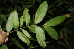 Image of Bronwenia cornifolia (Kunth) W. R. Anderson & C. Davis