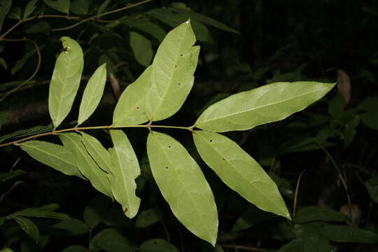 صورة Bronwenia cornifolia (Kunth) W. R. Anderson & C. Davis