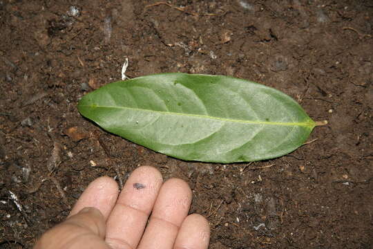 صورة Bronwenia cornifolia (Kunth) W. R. Anderson & C. Davis