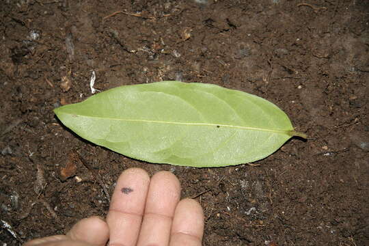 Plancia ëd Bronwenia cornifolia (Kunth) W. R. Anderson & C. Davis