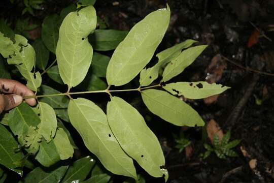 صورة Bronwenia cornifolia (Kunth) W. R. Anderson & C. Davis