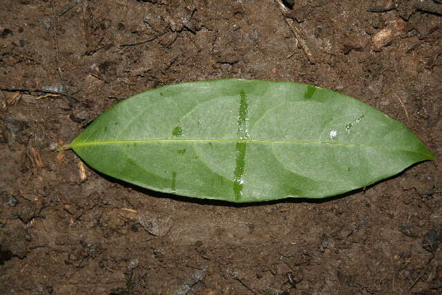 صورة Bronwenia cornifolia (Kunth) W. R. Anderson & C. Davis