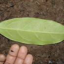 Image of Bronwenia cornifolia (Kunth) W. R. Anderson & C. Davis