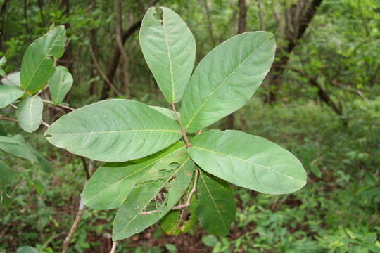 Image of Eugenia salamensis Donn. Sm.