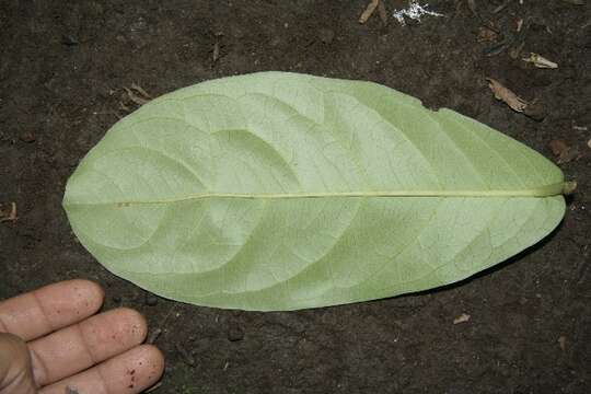 Image of Eugenia salamensis Donn. Sm.