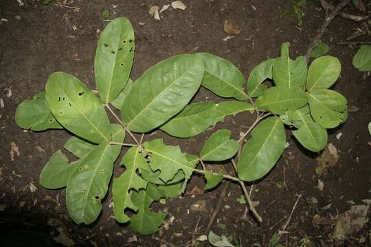 Image of Eugenia salamensis Donn. Sm.