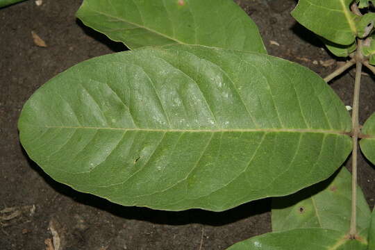 Image of Eugenia salamensis Donn. Sm.