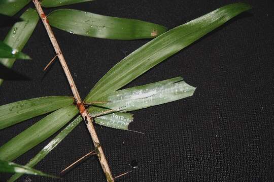 Sivun Bactris guineensis (L.) H. E. Moore kuva