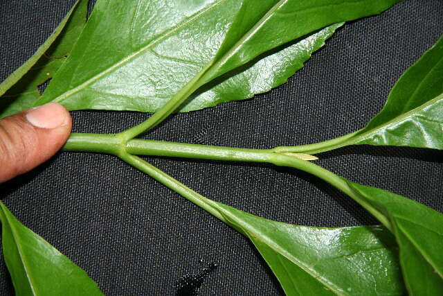 Image of Critonia sexangularis (Klatt) R. King & H. Rob.