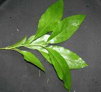 Слика од Critonia sexangularis (Klatt) R. King & H. Rob.