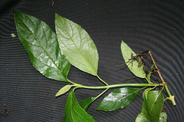 Image of Critonia sexangularis (Klatt) R. King & H. Rob.