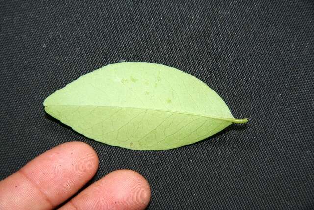 Image of Monteverdia segoviarum (Standl. & L. O. Williams) Biral