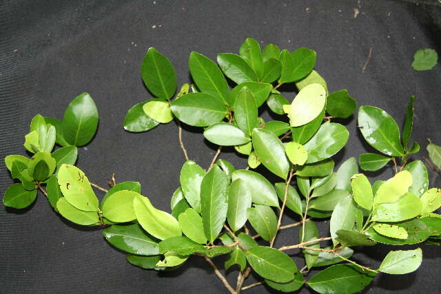 Image of Spindle tree order