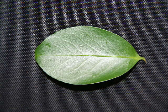 Image of Monteverdia segoviarum (Standl. & L. O. Williams) Biral