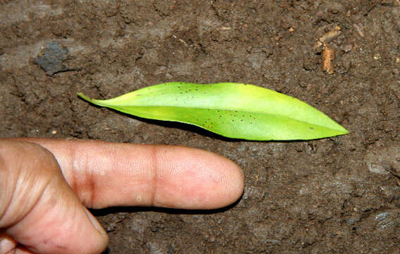 Image of Bonellia nervosa (C. Presl) B. Ståhl & Källersjö